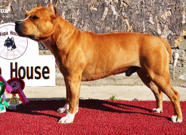 J'German fon danIel | American Staffordshire Terrier 