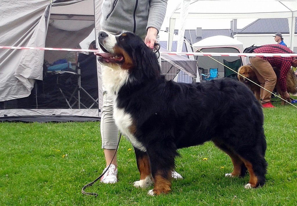 SANTI Soulbern | Bernese Mountain Dog 