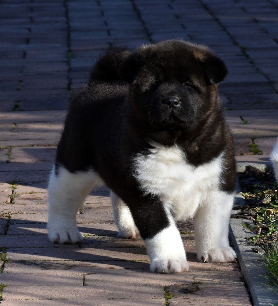 Bull Brother's Boomer | Akita 