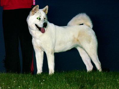 Kinjo Mulan (Xena) | Akita 