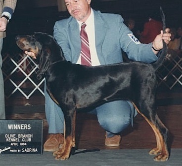 Traverse Hill Gypsy Woman | Black and Tan Coonhound 