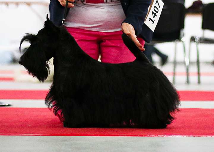 NOW IT'S SHOWTIME Tecono | Scottish Terrier 