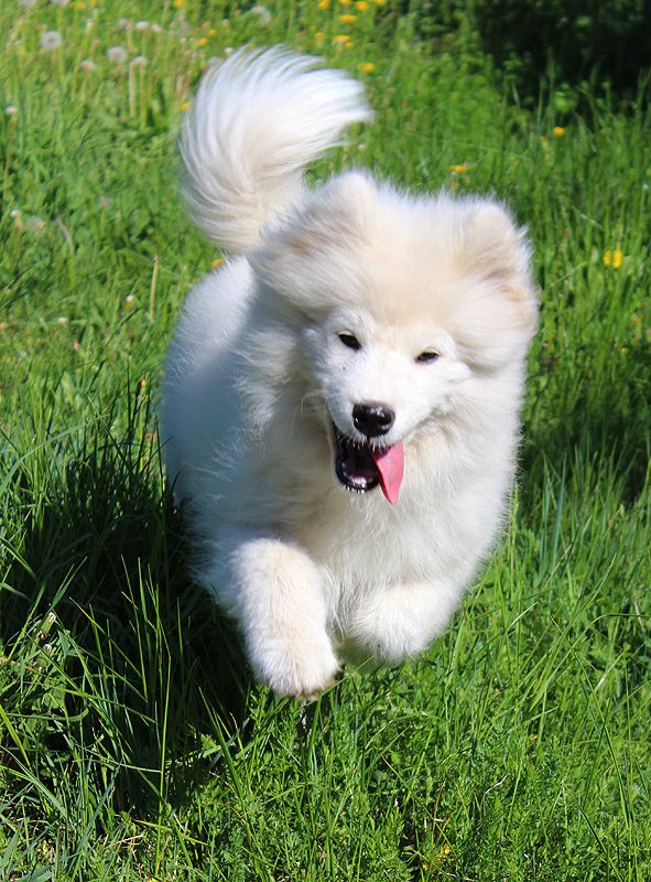 IZDOMASU Je T'aime La Vie | Samoyed 