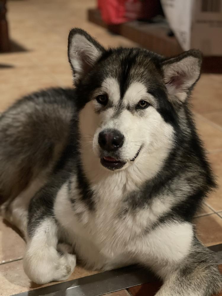 SKY Zhowerli | Alaskan Malamute 