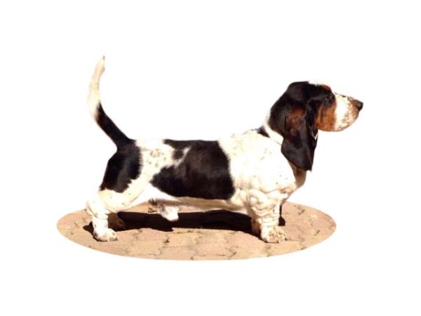 NewDown Bassets Santorine De Luca | Basset Hound 