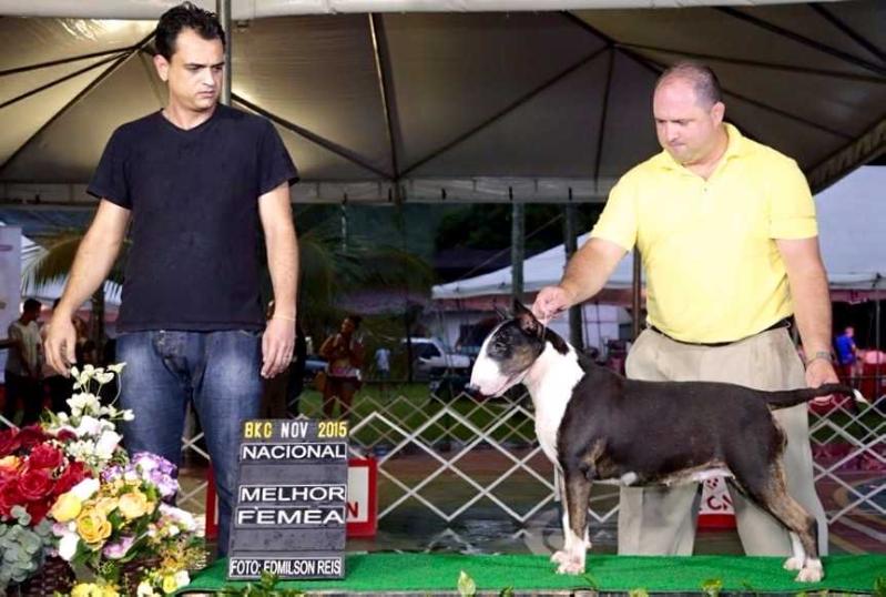 Rio do Areal Dolly | Bull Terrier 