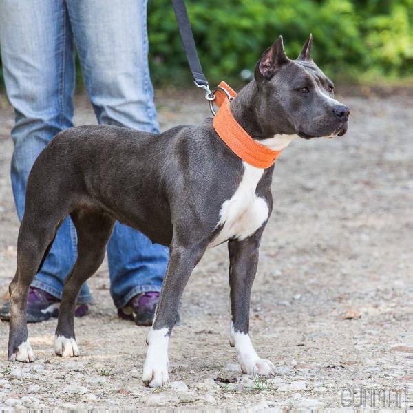 Scott's Code Blue | American Staffordshire Terrier 
