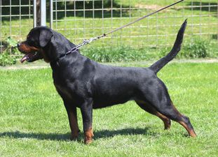 Gita Vom Hause Edelstein | Rottweiler 