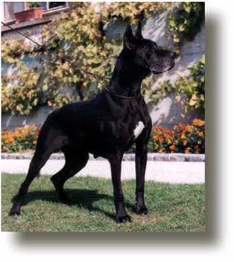 Isis Amateur du Zodiaque | Great Dane 