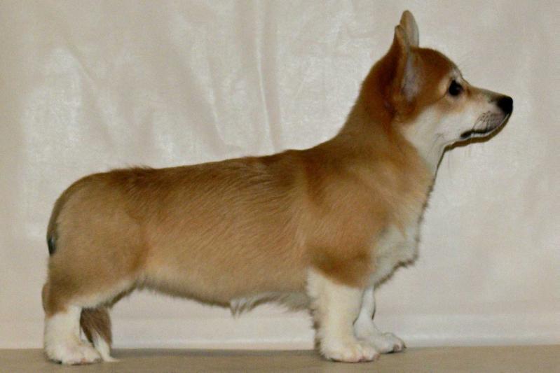Oberlauf Raiskaja Ptichka | Pembroke Welsh Corgi 