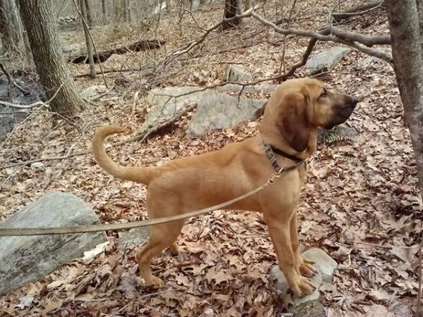 Tammie's Brighton Montego of Top Dog | Bloodhound 