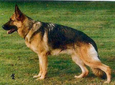 Janka von der Murrenhütte | German Shepherd Dog 