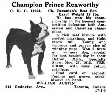 Prince Rexworthy | Boston Terrier 