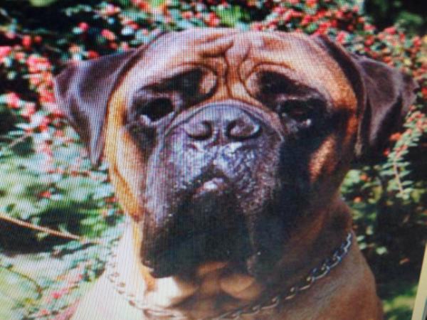 Mephisto Vom Antoniushof | Bullmastiff 