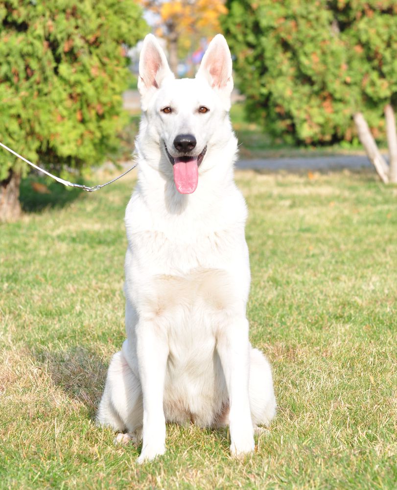 KRASOTKA KET IZ YUZHNOGO RAYA | White Swiss Shepherd Dog 