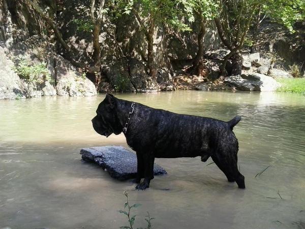 Savour custodi nos | Cane Corso 