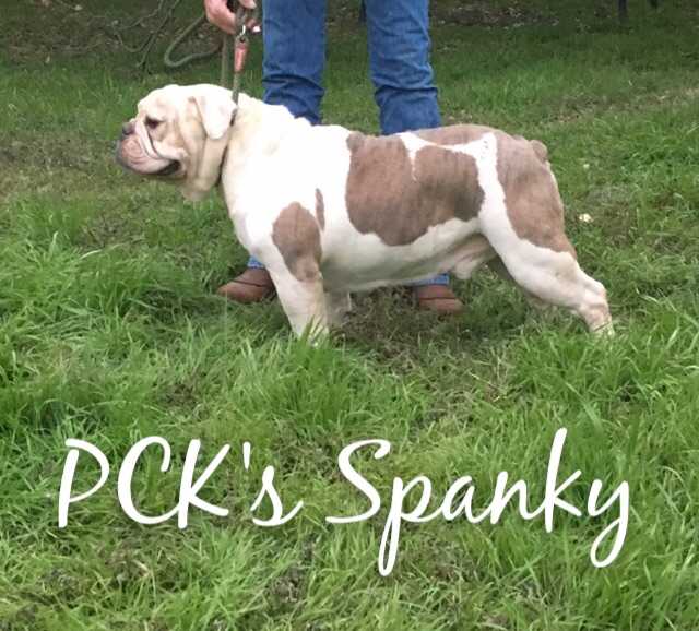 PCK's Spanky | Olde English Bulldogge 