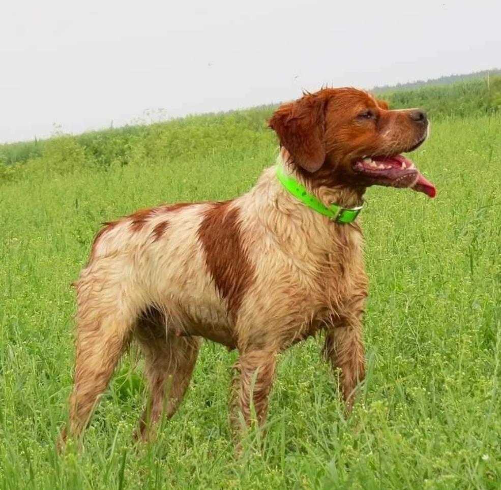 Hozyain Poley RITMA | Brittany 