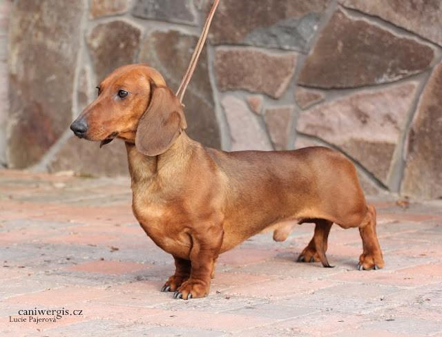 Aston Martin Dominant Instinct | Dachshund 