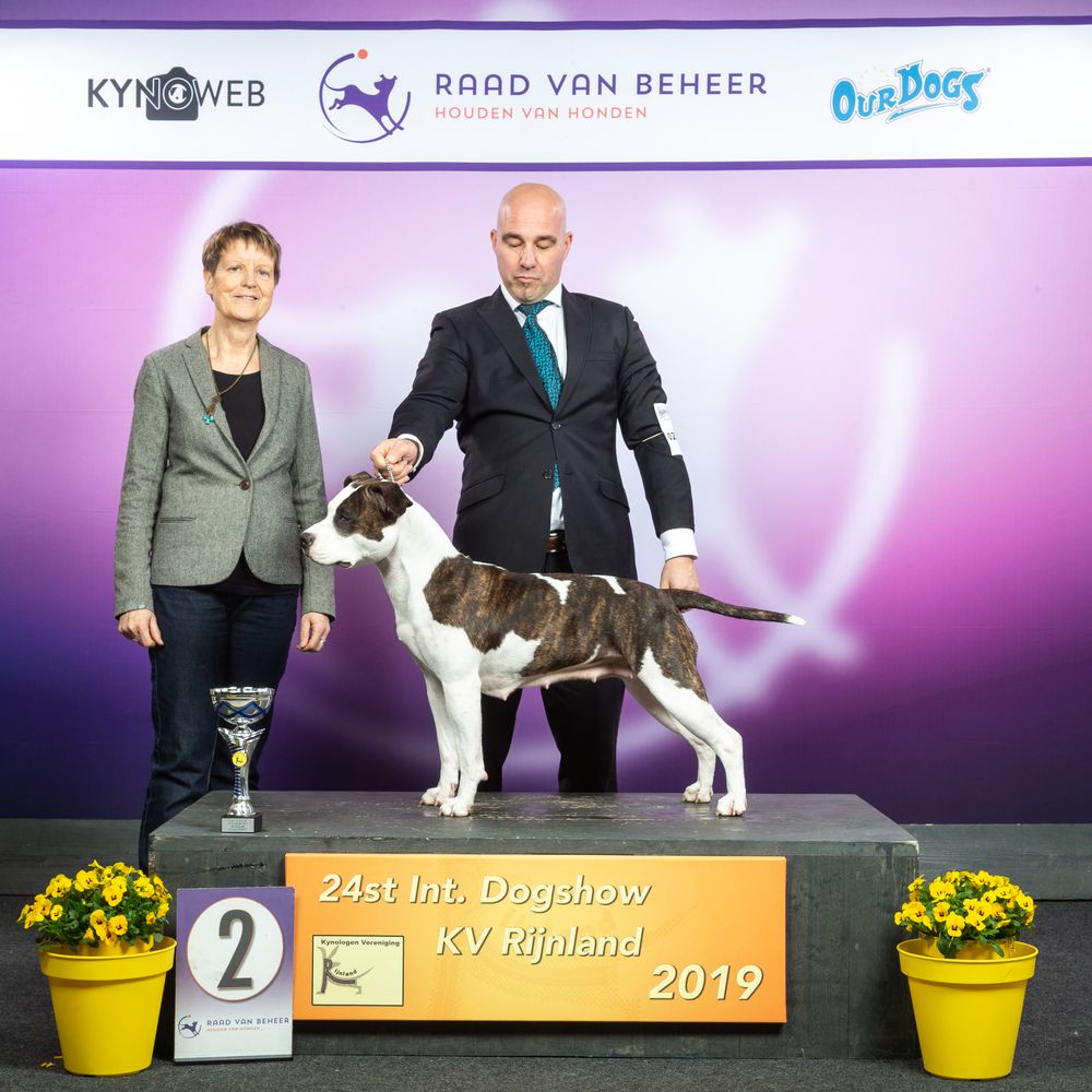 Carmichael's Justice For All | American Staffordshire Terrier 