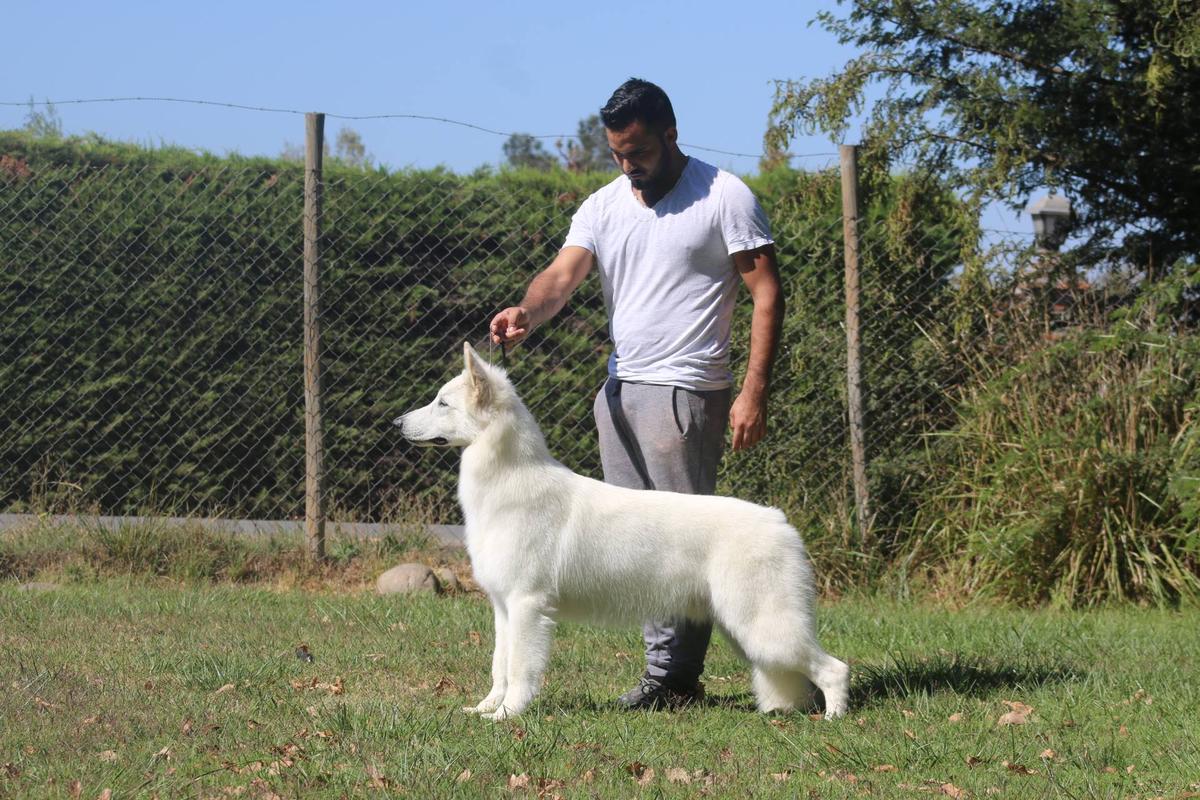 Khal Drogo De La Condesa del Alba | White Swiss Shepherd Dog 