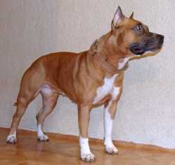 Duchess Koketka iz Doma Dendy | American Staffordshire Terrier 