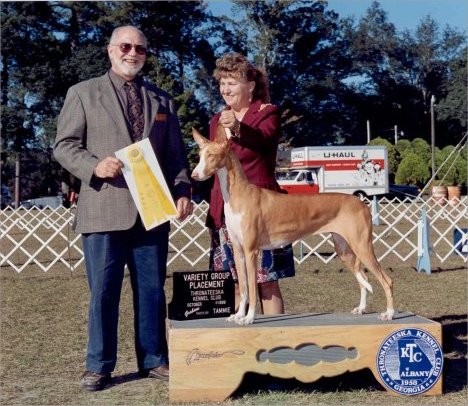 Wunmore Mirage Serandida Rose | Ibizan Hound 