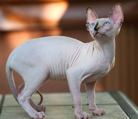 Sphynx
