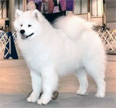 White Magic's Int'l Man Of Mystery | Samoyed 