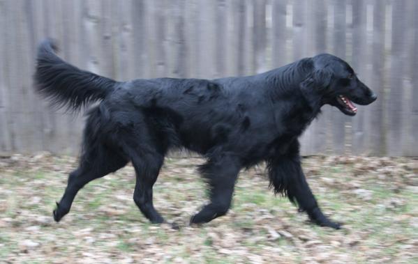 Eden The Tempest | Flat-Coated Retriever 