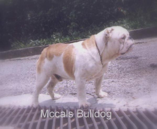 Jolly Roger Mccals | Bulldog 