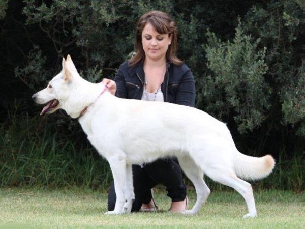 Neigepearl Ebony Stargate | White Swiss Shepherd Dog 