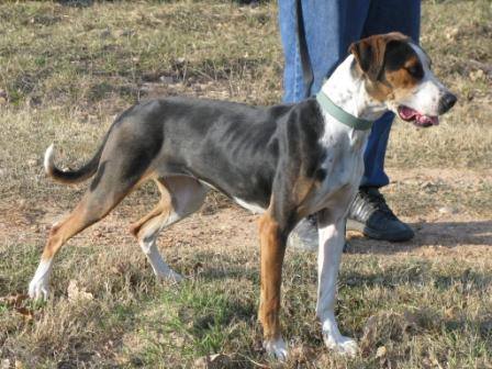 Banik's R.B Chrome | Catahoula Leopard Dog 