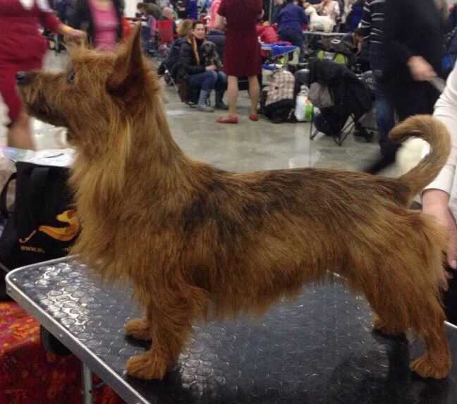 Lagerta iz Zvezdnogo Grafstva | Australian Terrier 