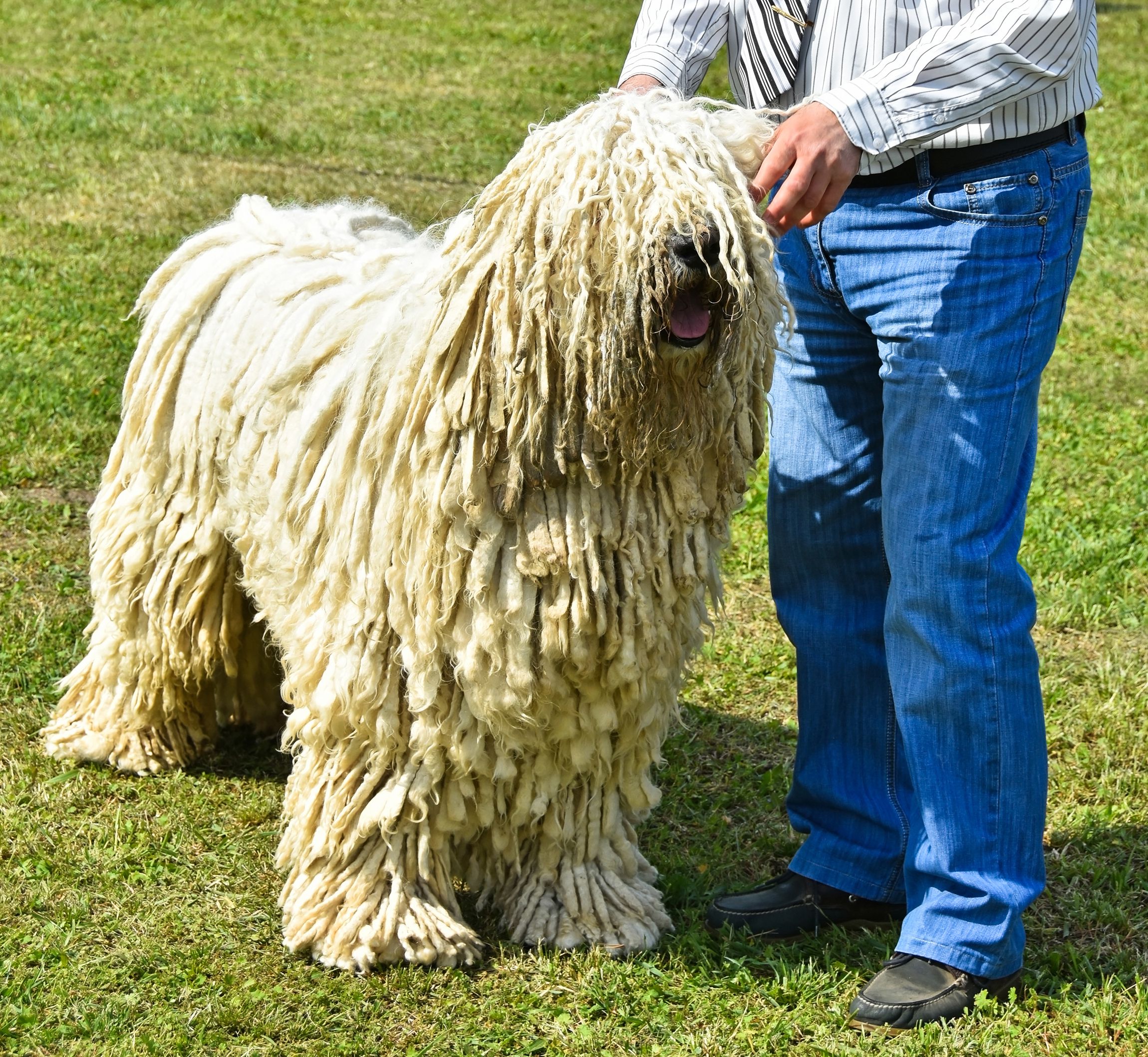 Komondor