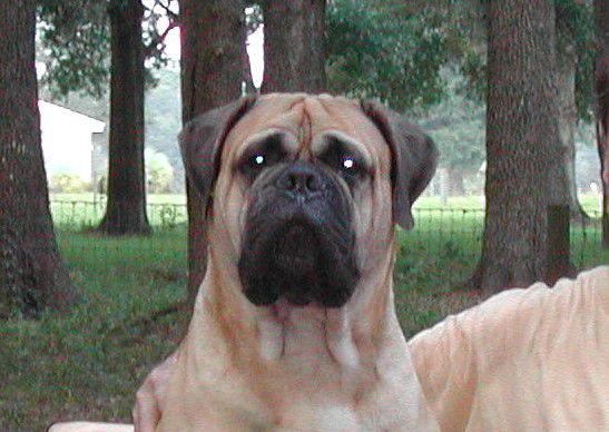 Gallant Oaks Bles-sed Bogart | Bullmastiff 