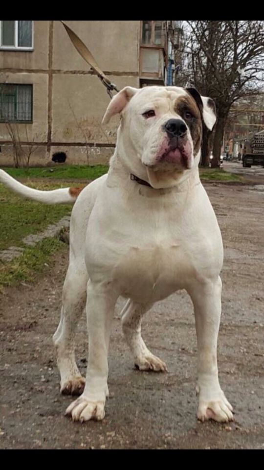 AMADEUS MAGISTR | American Bulldog 