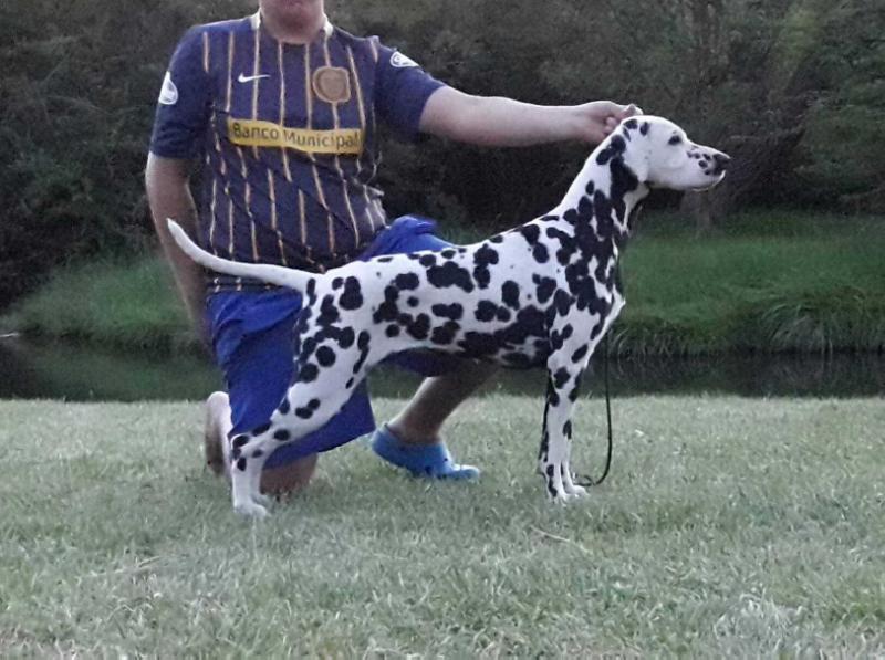 Zagreb's Chelsea Malena | Dalmatian 