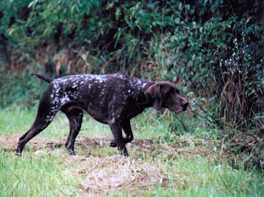 GRAF von der Jydebek | German Shorthaired Pointer 