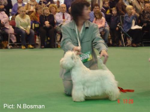 Bellevue Trigger Happy | West Highland White Terrier 