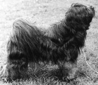 WILLOWBRAE WILLOW | Tibetan Terrier 