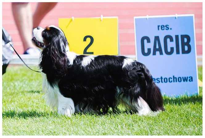 OLO Zlodziejska Zgraja | Cavalier King Charles Spaniel 