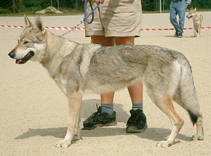 Argenta Zelená Voda | Czechoslovakian Wolfdog 