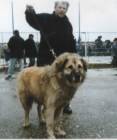Musa Karabeg | Yugoslavian Shepherd Dog-Sarplaninac 