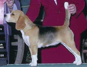 Echo Run Calamity Jane | Beagle 