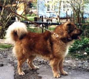 BAIGURON SO STOLBOVOI | Caucasian Mountain Dog 