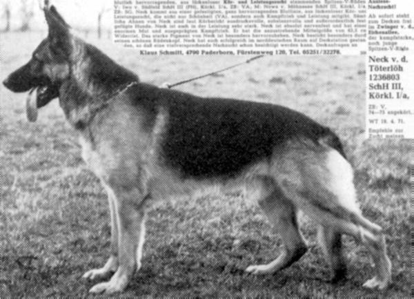 Neck von der Töterlöh | German Shepherd Dog 