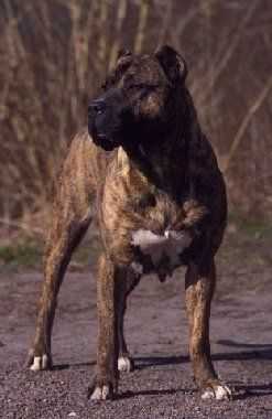 Otoya | Perro de Presa Canario 