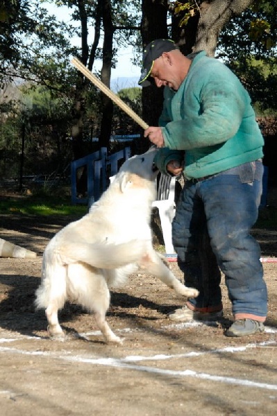 Volf du plateau ardennais | White Swiss Shepherd Dog 