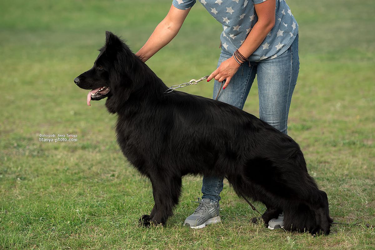 Sobaka Severa Sunlight Betti | German Shepherd Dog 